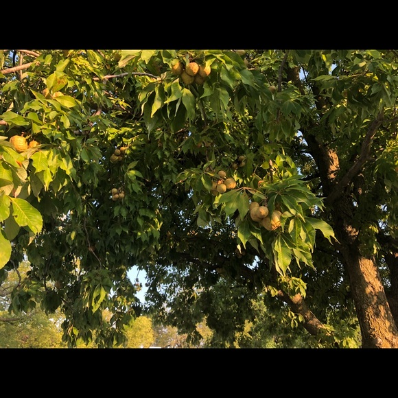 Michael Kors Handbags - Michael kors set MY SISTER TRADE ONLY